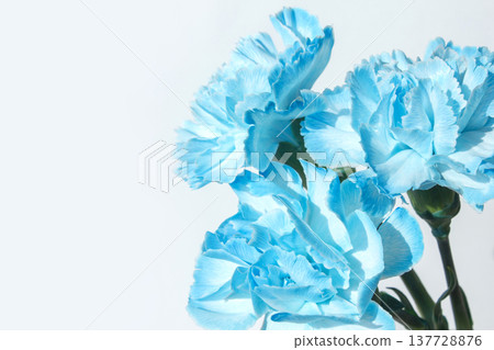 It is a blue carnation . It is a blue carnation . 137728876