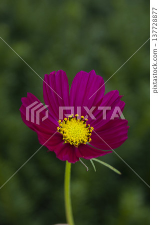 purple cosmos blooming in autumn 137728877