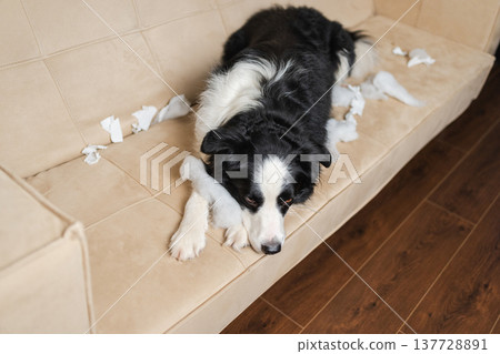 Naughty playful puppy dog border collie after mischief biting paper lying on couch at home. Guilty dog and destroyed living room. Damage messy home and puppy with funny guilty look Naughty playful puppy dog border collie after mischief biting paper lying on couch at home. Guilty dog and destroyed living room. Damage messy home and puppy with funny guilty look 137728891