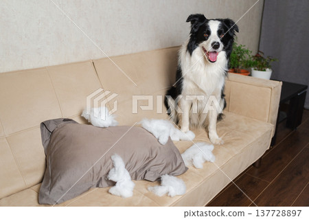 Naughty playful puppy dog border collie after mischief biting pillow sitting on couch at home. Guilty dog and destroyed living room. Damage messy home and puppy with funny guilty look Naughty playful puppy dog border collie after mischief biting pillow sitting on couch at home. Guilty dog and destroyed living room. Damage messy home and puppy with funny guilty look 137728897