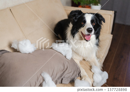 Naughty playful puppy dog border collie after mischief biting pillow lying on couch at home. Guilty dog and destroyed living room. Damage messy home and puppy with funny guilty look Naughty playful puppy dog border collie after mischief biting pillow lying on couch at home. Guilty dog and destroyed living room. Damage messy home and puppy with funny guilty look 137728898