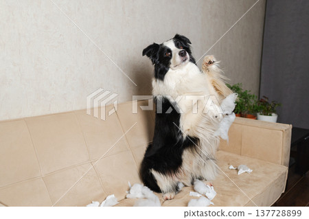 Naughty playful puppy dog border collie after mischief biting paper sitting on couch at home. Guilty dog and destroyed living room. Damage messy home and puppy with funny guilty look 137728899