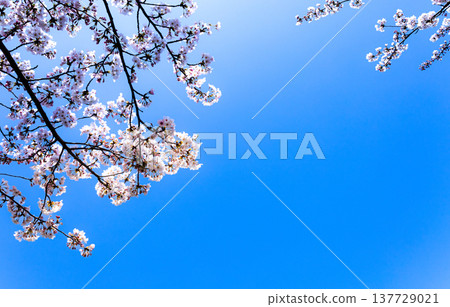 Cherry blossoms bloom vibrantly in the spring sunshine under a clear blue sky. 137729021