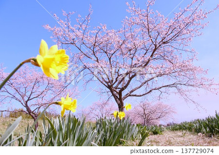 北淺羽櫻花堤岸公園的春日景色:安橋冬櫻和水仙花盛開。 北淺羽櫻花堤岸公園的春日景色:安橋冬櫻和水仙花盛開。 137729074