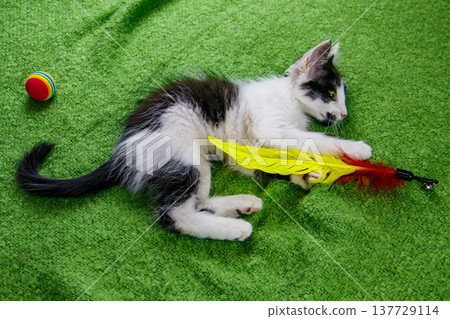 Beautiful kitten playing with a toy on a bed Beautiful kitten playing with a toy on a bed 137729114
