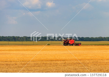 Combine harvester working on a wheat field. Harvesting the wheat. Agriculture concept 137729118