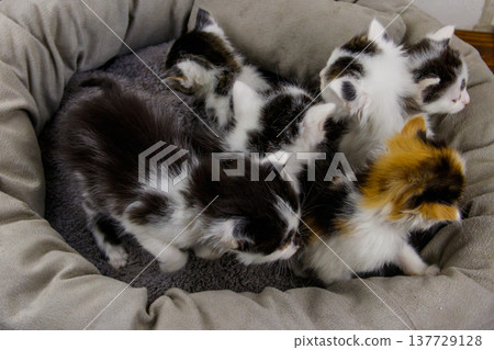 Little kittens sitting in a cat bed Little kittens sitting in a cat bed 137729128