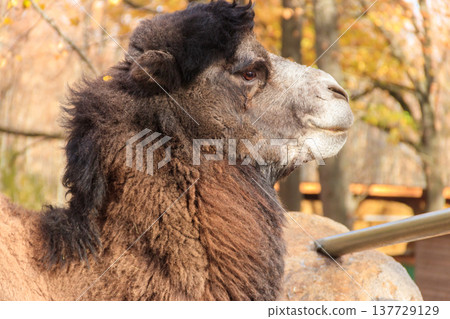Large brown humped camel on a paddock farm 137729129