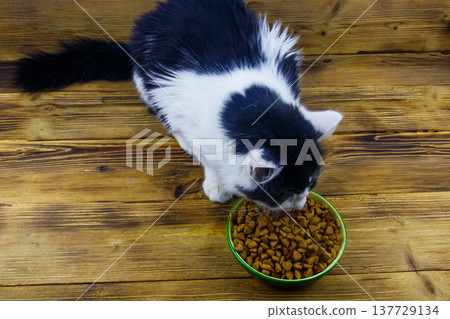 Cat eating his food from ceramic bowl on wooden floor Cat eating his food from ceramic bowl on wooden floor 137729134