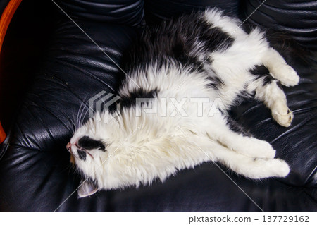 Young cat in a black leather armchair 137729162