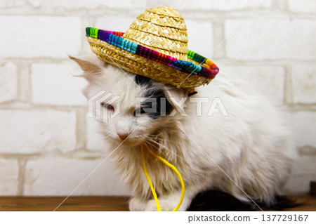 Portrait of beautiful cat wearing sombrero hat 137729167