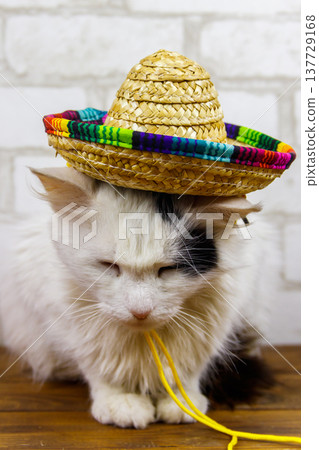Portrait of beautiful cat wearing sombrero hat Portrait of beautiful cat wearing sombrero hat 137729168