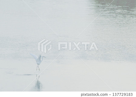 A little egret spreads its wings over the river. 137729183