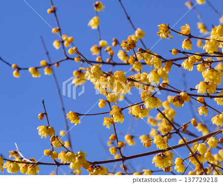 A roubai that shines in the blue sky A roubai that shines in the blue sky 137729218