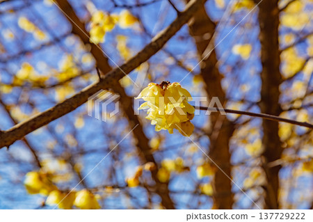 A roubai that shines in the blue sky 137729222