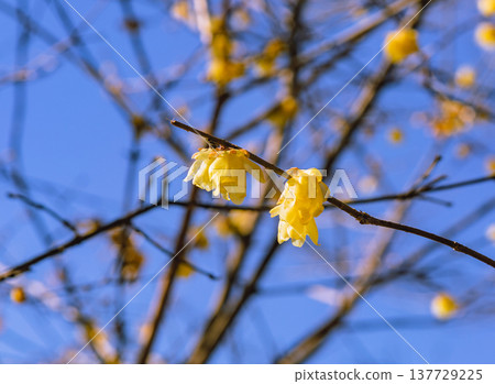 A roubai that shines in the blue sky A roubai that shines in the blue sky 137729225