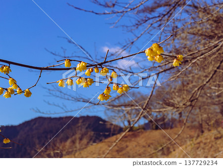 在藍天上閃閃發光的魯白 在藍天上閃閃發光的魯白 137729234