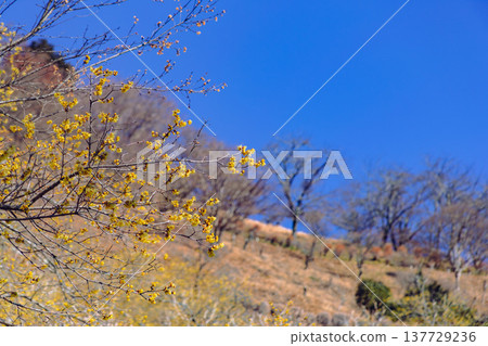 A roubai that shines in the blue sky A roubai that shines in the blue sky 137729236