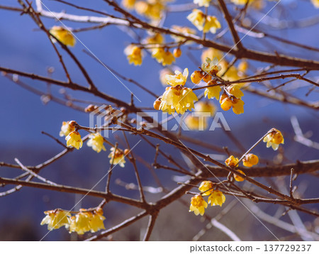 A roubai that shines in the blue sky 137729237