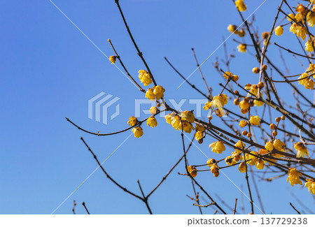 A roubai that shines in the blue sky A roubai that shines in the blue sky 137729238