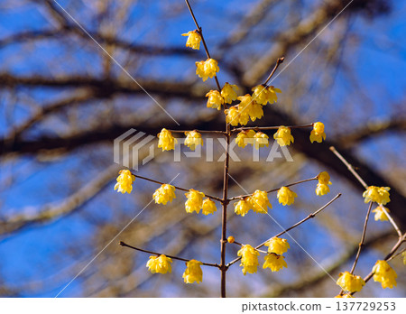 A roubai that shines in the blue sky 137729253