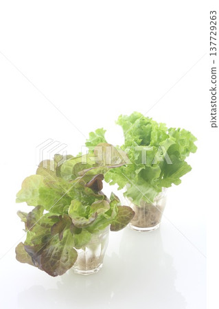Two types of leaf lettuce Two types of leaf lettuce 137729263