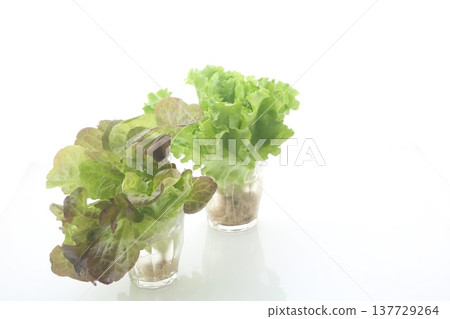 兩種葉用萵苣 兩種葉用萵苣 137729264