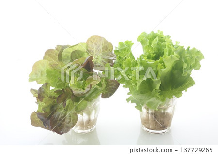 兩種葉用萵苣 137729265