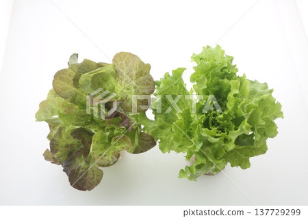 兩種葉用萵苣的俯視圖 兩種葉用萵苣的俯視圖 137729299