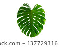 Monstera leaves leaves with Isolate Leaves on transparent background. Monstera plant, large green single leaf with stem isolated. 137729316