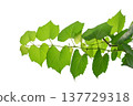 vine frame leaf vine isolates on a white background 137729318