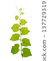 vine frame leaf vine isolates on a white background 137729319