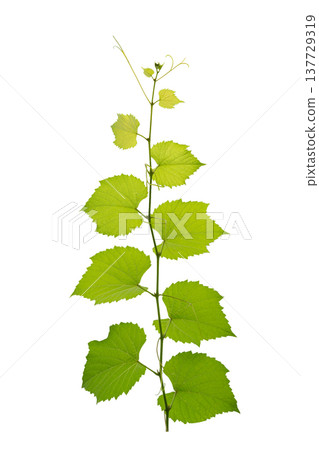 vine frame leaf vine isolates on a white background 137729319
