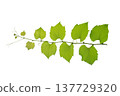 vine frame leaf vine isolates on a white background 137729320