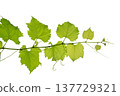 vine frame leaf vine isolates on a white background 137729321