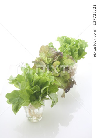 三種葉用萵苣 137729322