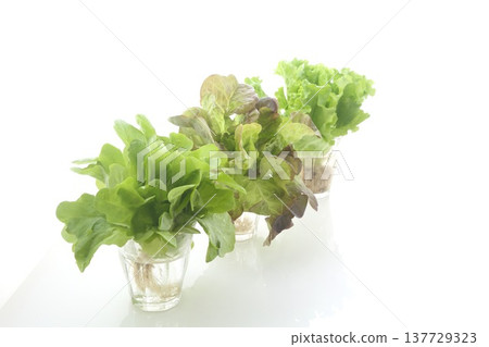 三種葉用萵苣 137729323