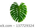Monstera leaves leaves with Isolate Leaves on transparent background PNG file 137729324