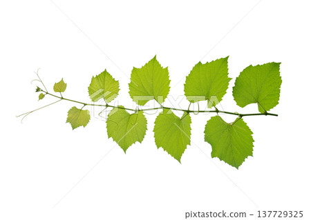 vine frame leaf vine circle Isolate on transparent background PNG file 137729325