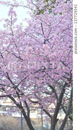 Cherry blossoms on Miura coast 137729341