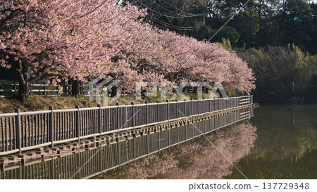 三浦海岸的櫻花 三浦海岸的櫻花 137729348