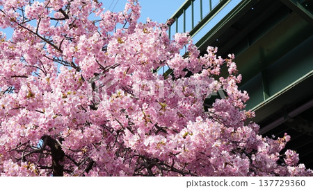 Cherry blossoms on Miura coast Cherry blossoms on Miura coast 137729360