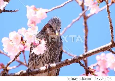 櫻花盛開，一隻棕耳鵯棲息在樹枝上，面向前方。 137729420