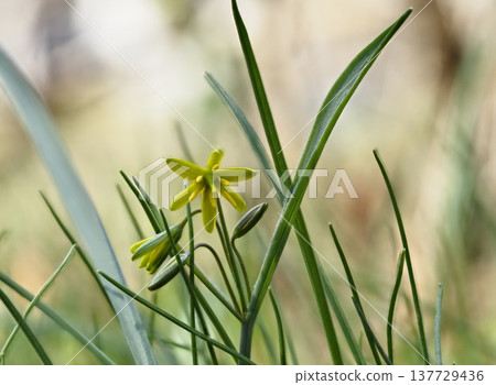 Yellow star-of-Bethlehem blooming in the spring fields Yellow star-of-Bethlehem blooming in the spring fields 137729436