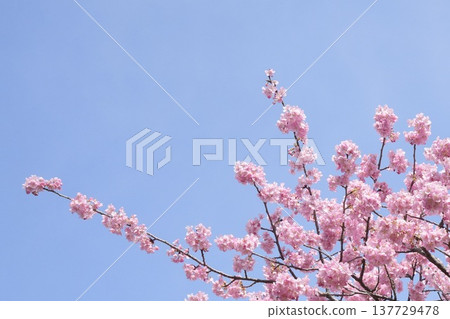Pink Kawazu cherry blossoms against the blue sky Pink Kawazu cherry blossoms against the blue sky 137729478