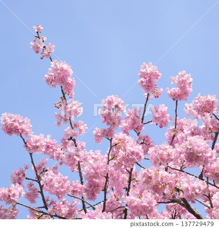 Pink Kawazu cherry blossoms against the blue sky Pink Kawazu cherry blossoms against the blue sky 137729479