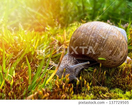 Large garden snail crawling among green moss 137729505