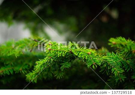 branches of park spruce, green spruce, autumn park 137729518