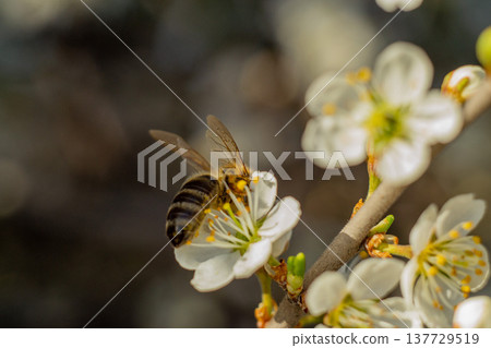bee on a flower macro, a bee collects nectar on an apricot flower 137729519