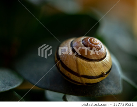 garden snail, macro photography of a garden snail, a shell on a green leaf garden snail, macro photography of a garden snail, a shell on a green leaf 137729521